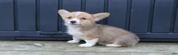 Welsh Corgi Pembroke dogs for sale: Pumpkin - Ad 2