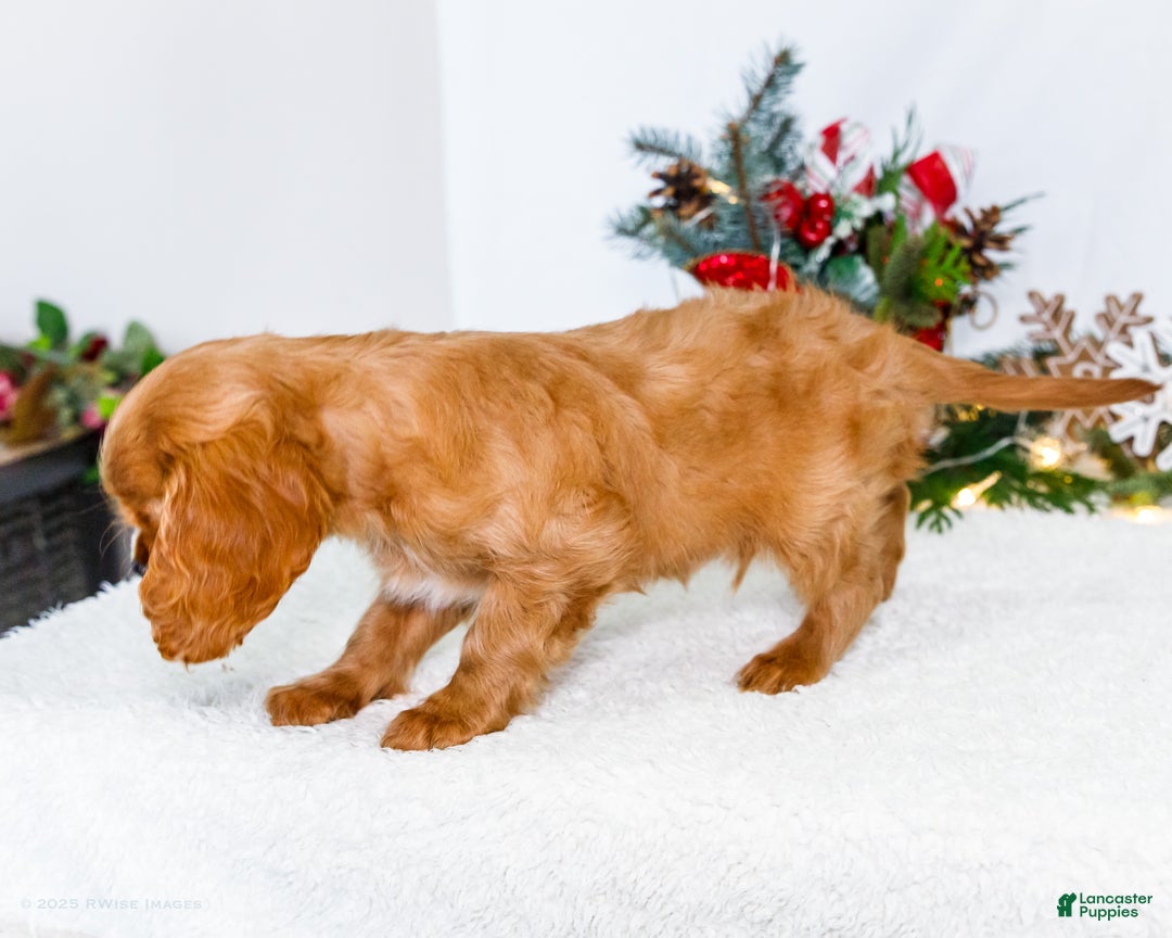 Cavalier King Charles Spaniel dogs for sale: Winter - Ad 6