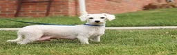 Bichpoo dogs for sale: Leo - Ad 10