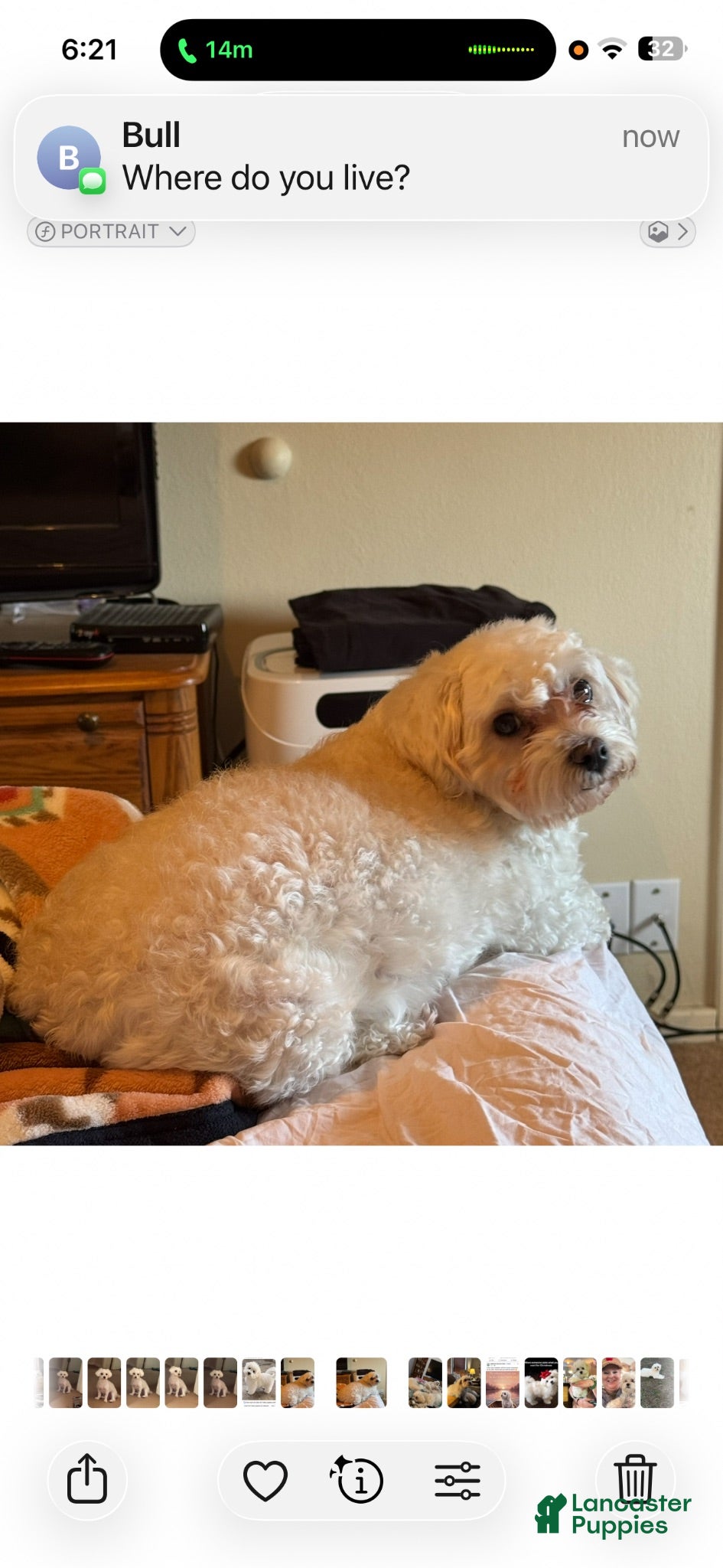 Maltipoo dogs Maltipoo- Marshall  - Ad 2