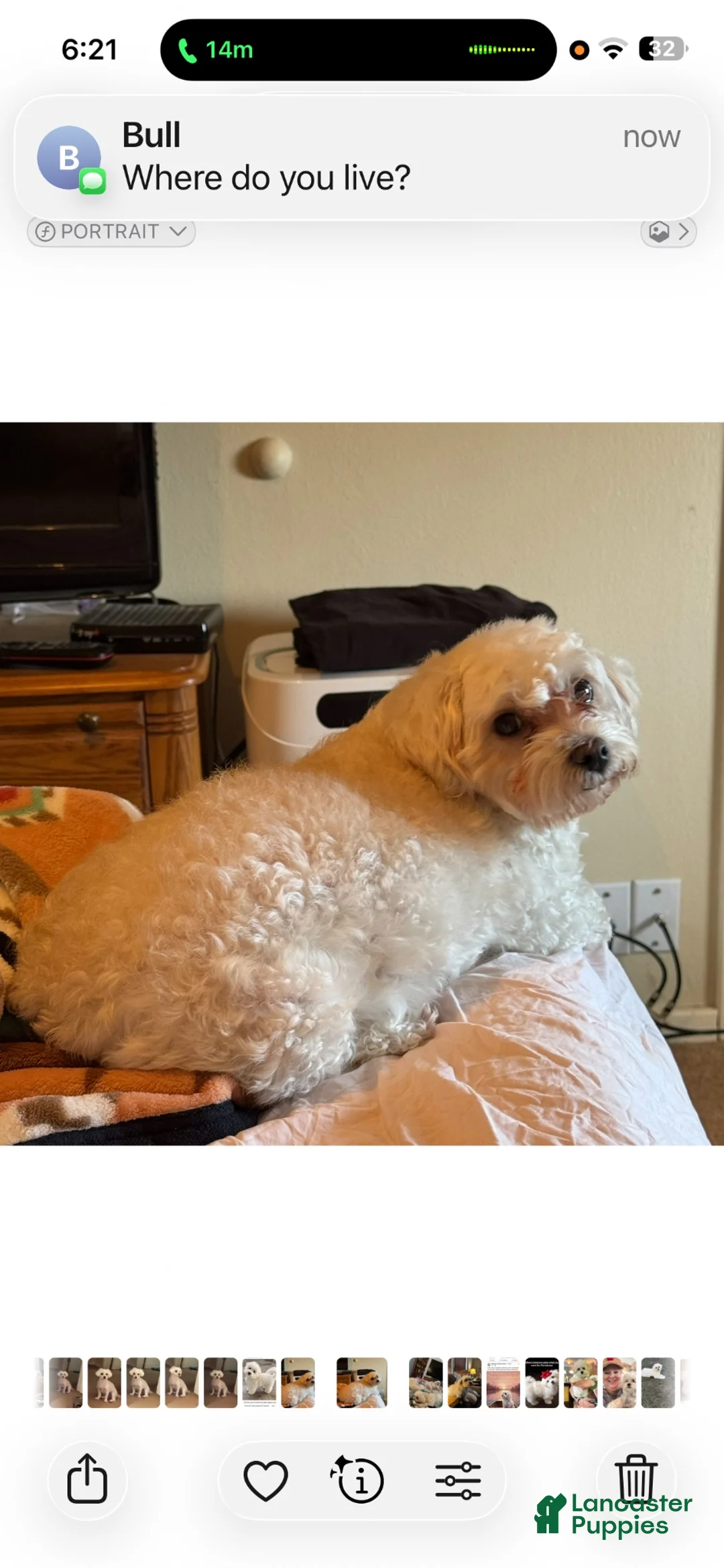 Maltipoo dogs for sale: Maltipoo- Marshall  - Ad 2