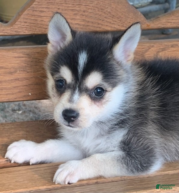 Alaskan Klee Kai dogs Scout – Tiny Size Mini Husky Boy - Ad 1