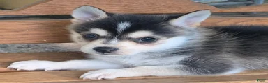 Scout – Tiny Size Mini Husky Boy