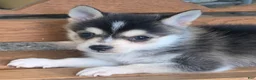 Alaskan Klee Kai dogs for sale: Scout – Tiny Size Mini Husky Boy - Ad 1