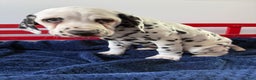 Dalmatian dogs for sale: Tommy - Ad 19