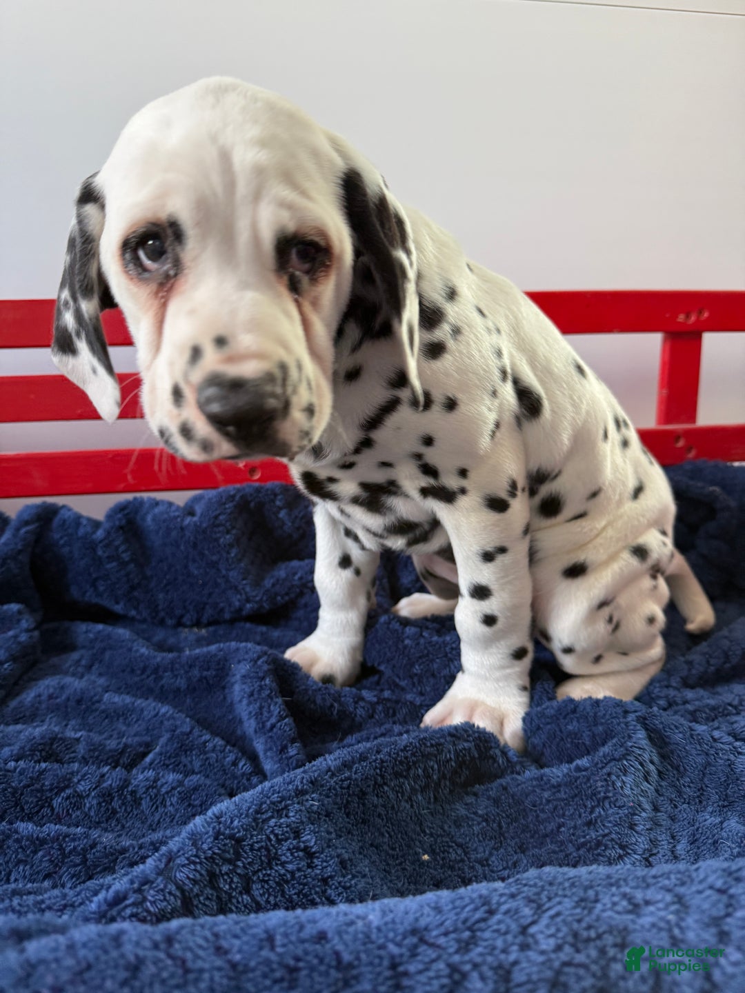 Dalmatian dogs for sale: Tommy - Ad 19