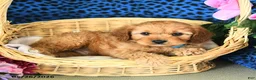 Cavapoo dogs for sale: Cameron - Ad 4