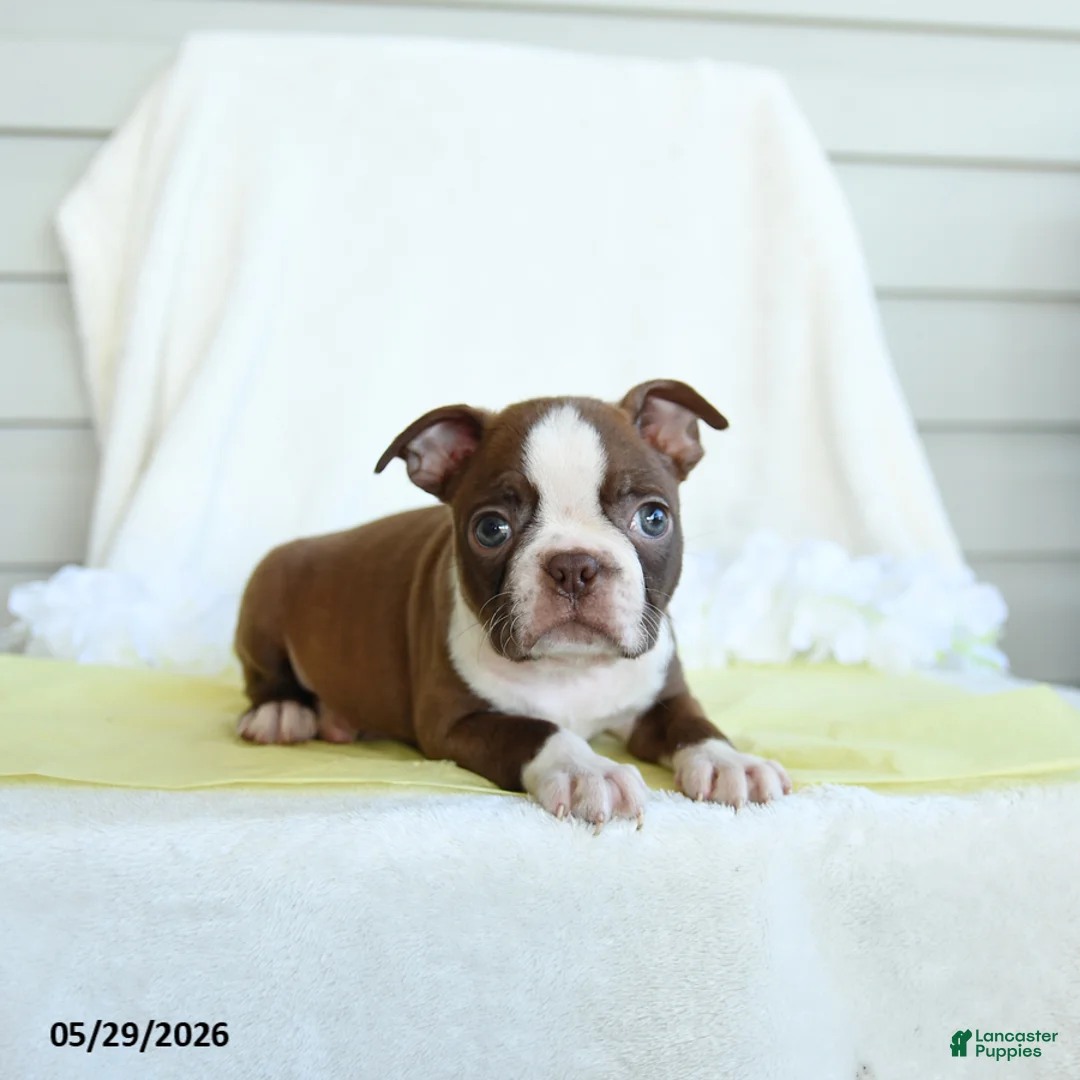 Boston Terrier dogs for sale: Nate - Ad 1