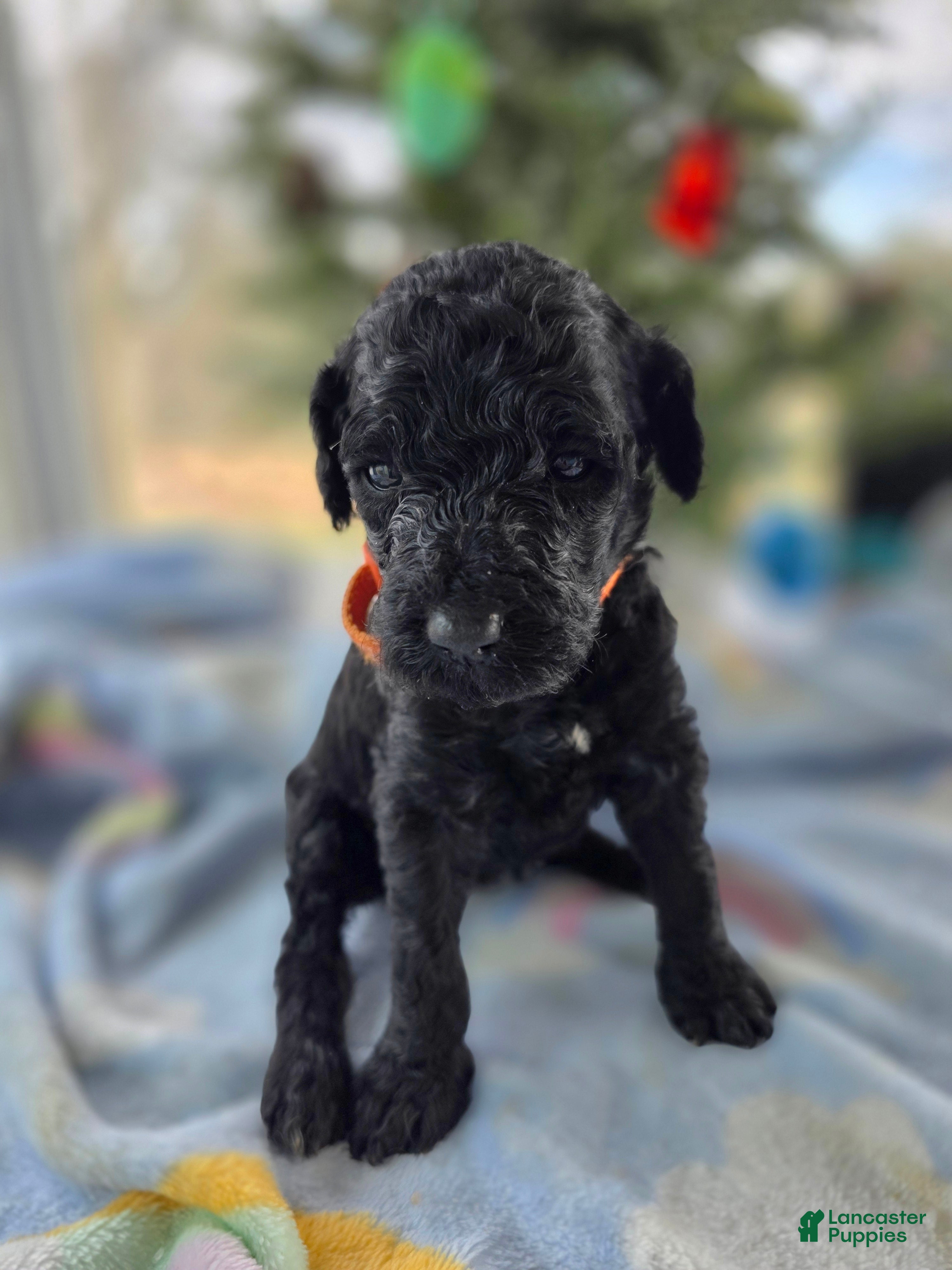 Goldendoodle dogs Precious  - Ad 37