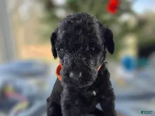 Goldendoodle dogs Precious - Ad 37