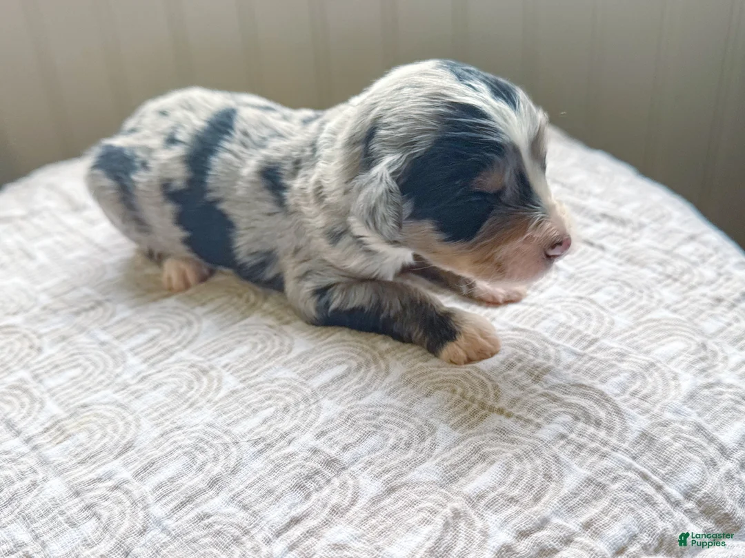 Mini Bernedoodle dogs for sale: Hollis - Ad 1