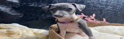 Italian Greyhound dogs for sale: Italian Greyhound 1 - Ad 1