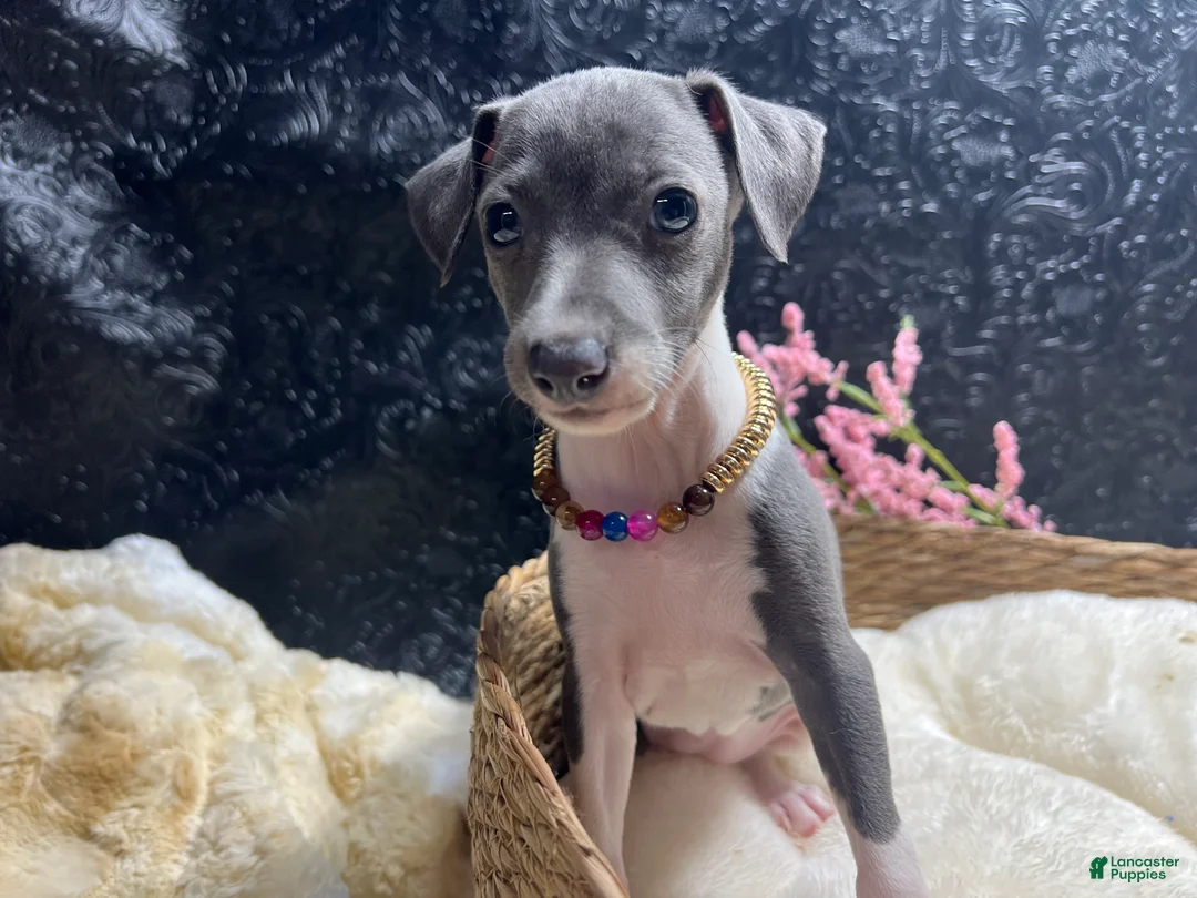Italian Greyhound dogs for sale: Italian Greyhound 1 - Ad 1