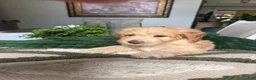 Mini Goldendoodle dogs for sale: Mini Goldendoodle 1 - Ad 3