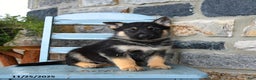 Gerberian Shepsky dogs for sale: Polar - Ad 4