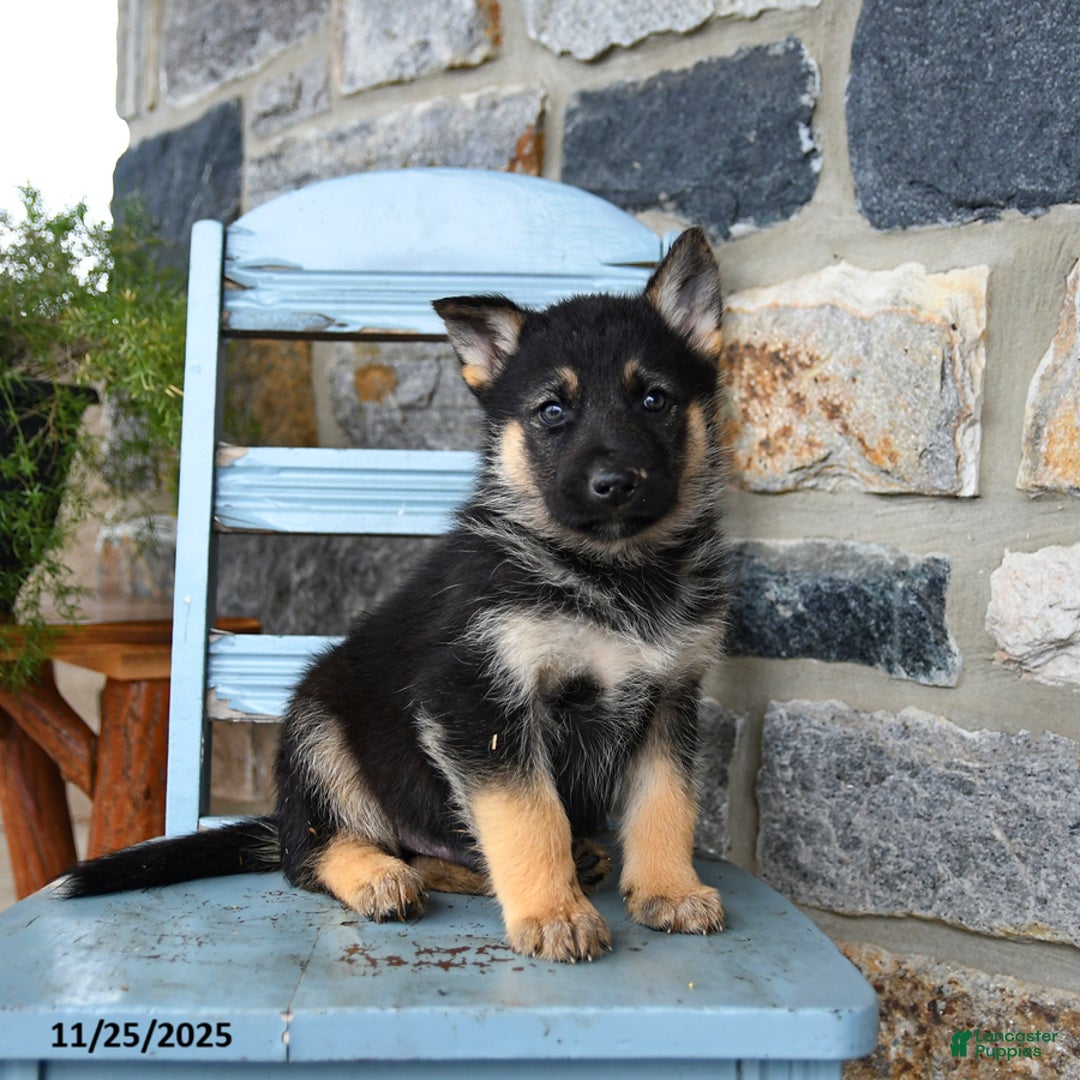 Gerberian Shepsky dogs for sale: Polar - Ad 4