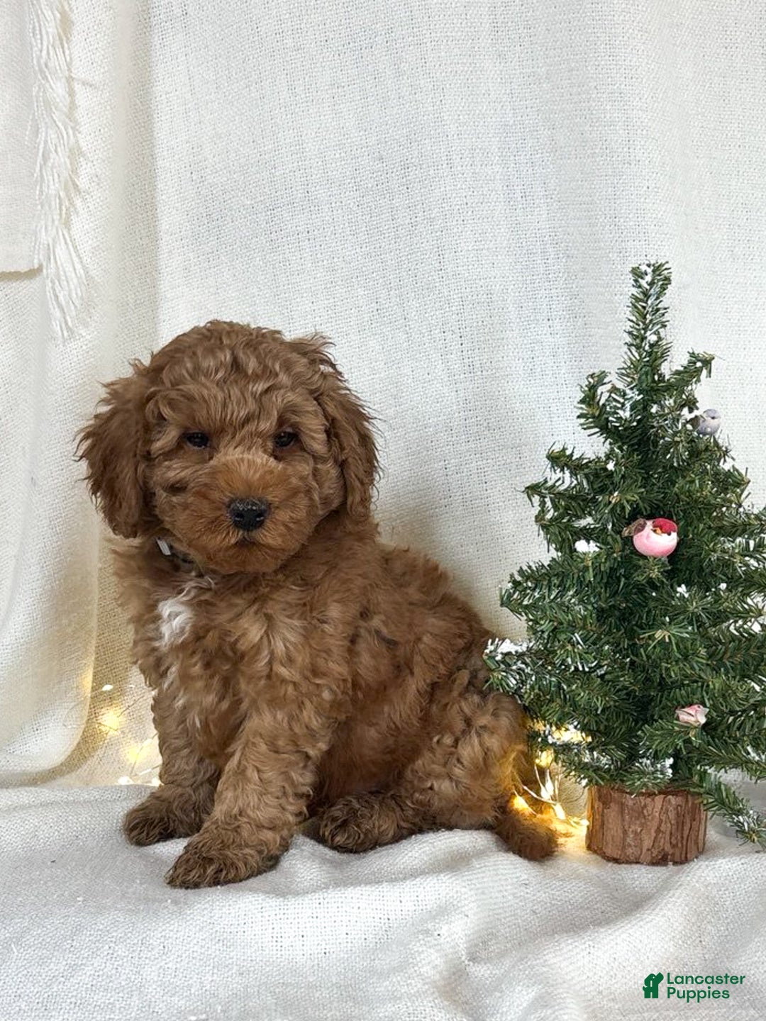 Goldendoodle dogs for sale: Milo - Ad 2