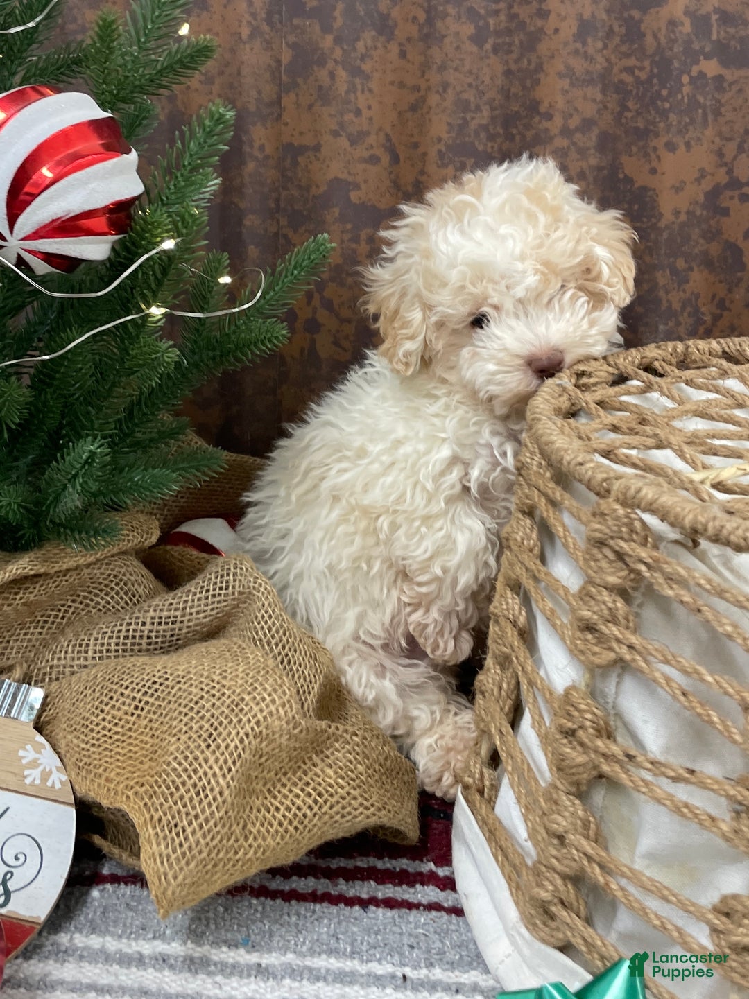 Miniature Poodle dogs for sale: Sheldon - Ad 5