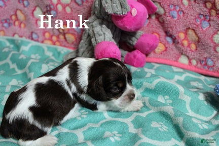 Cocker Spaniel dogs Hank - Ad 18