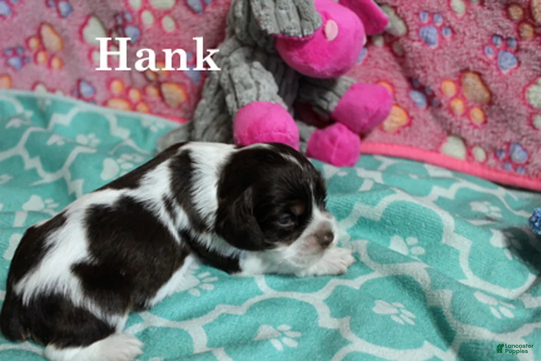 Cocker Spaniel dogs for sale: Hank - Ad 1