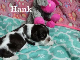 Cocker Spaniel dogs Hank - Ad 18