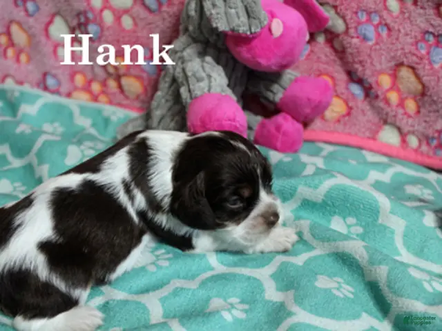 Cocker Spaniel dogs Hank - Ad 1