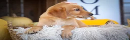 Labrador Retriever dogs for sale: NALA - Ad 6