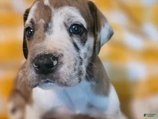 Great Dane dogs Carmel - Ad 15