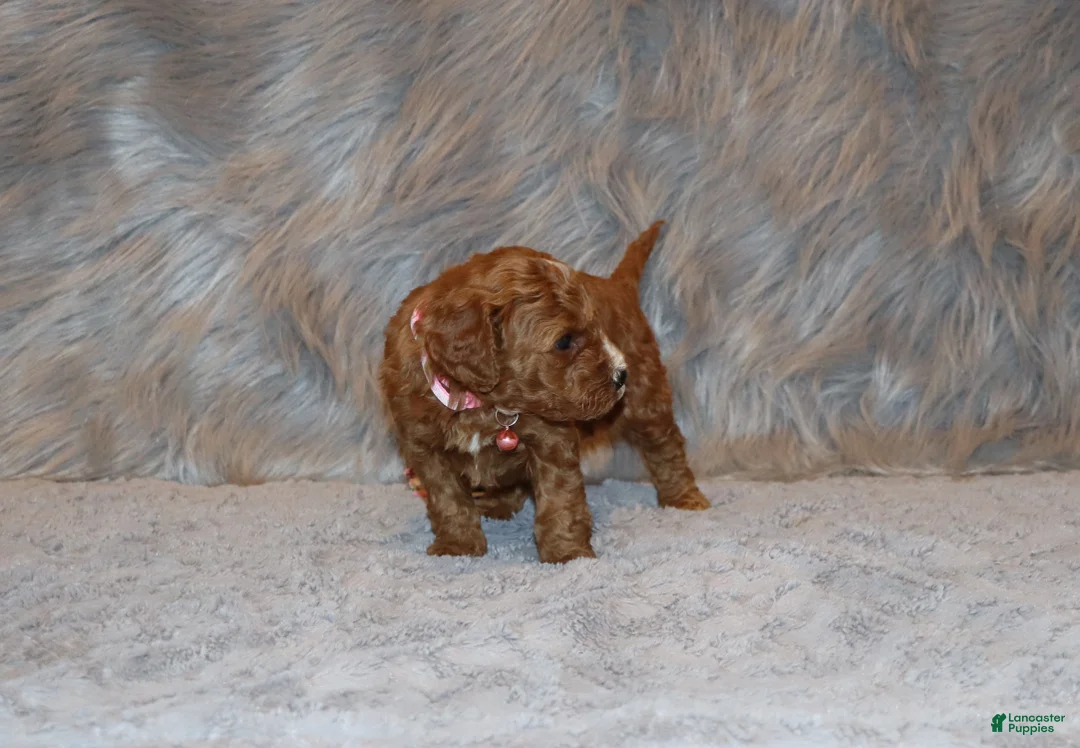 Mini Goldendoodle dogs for sale: Willow 🌷 Genetic Clear Parents - Ad 8