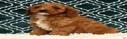Cavapoo dogs for sale: Benny - Ad 9