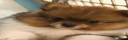 Pomeranian dogs for sale: Pinzo - Ad 6