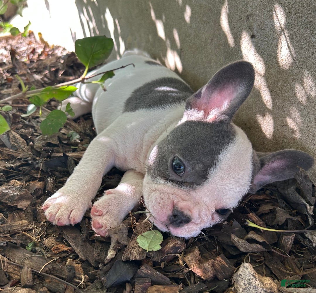 French Bulldog dogs for sale: Bonnie - Ad 14