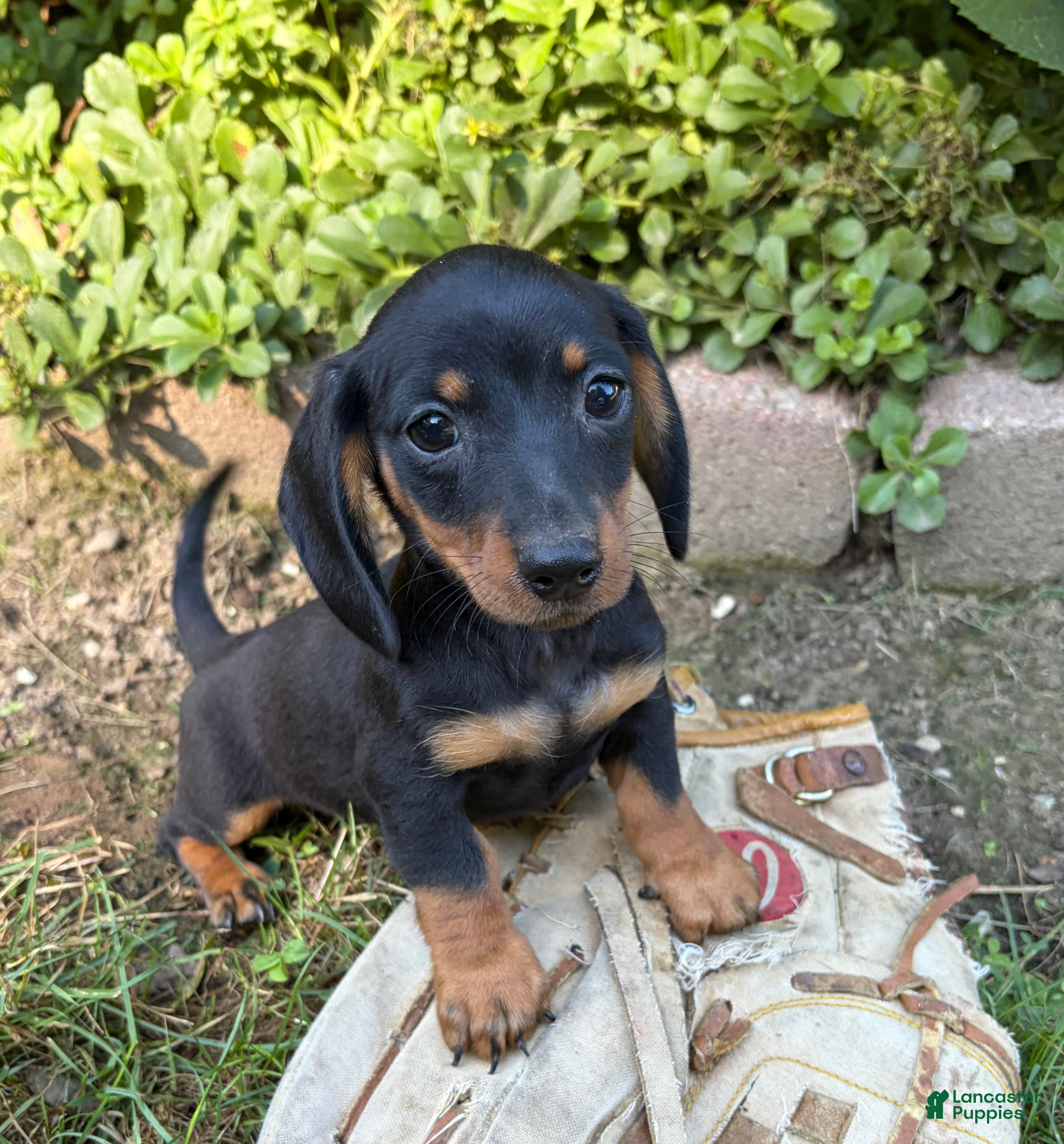 Dachshund dogs Rocky - Ad 1
