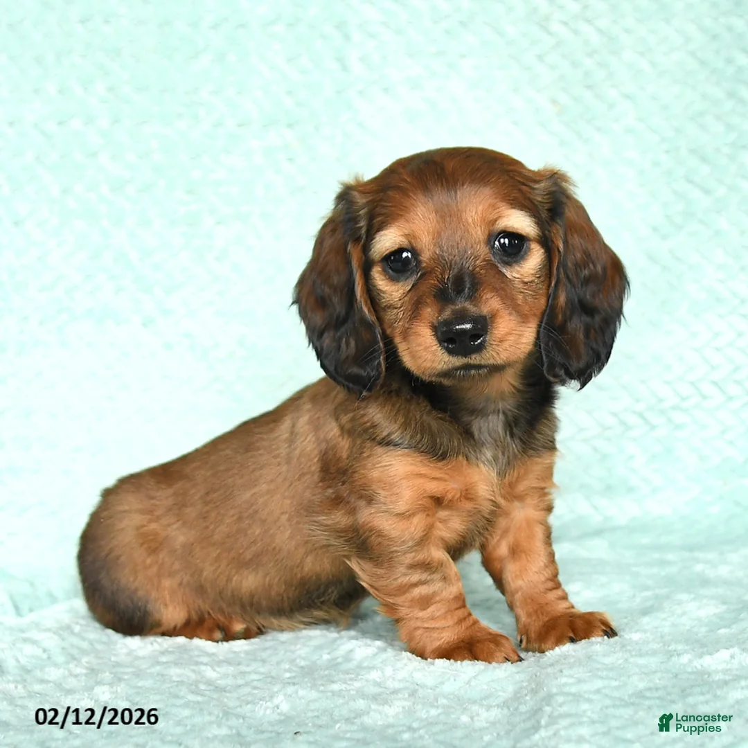 Miniature Dachshund dogs for sale: Dutches - Ad 4