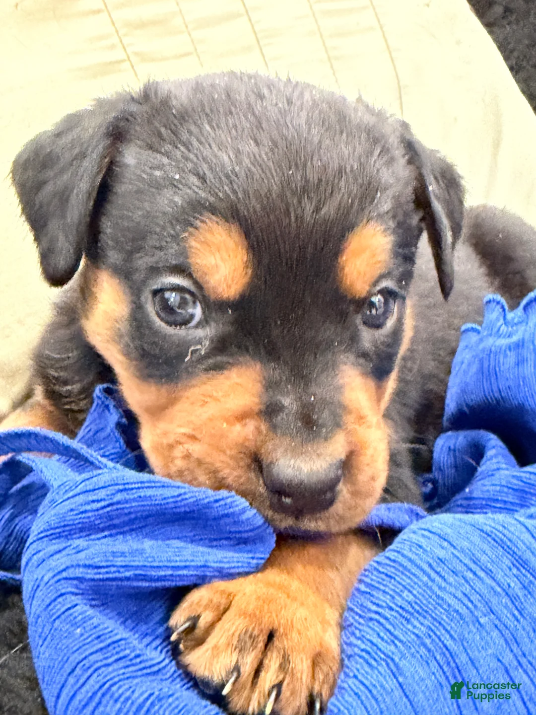 Rottweiler dogs for sale: Rottweiler Puppy 5 - Ad 2