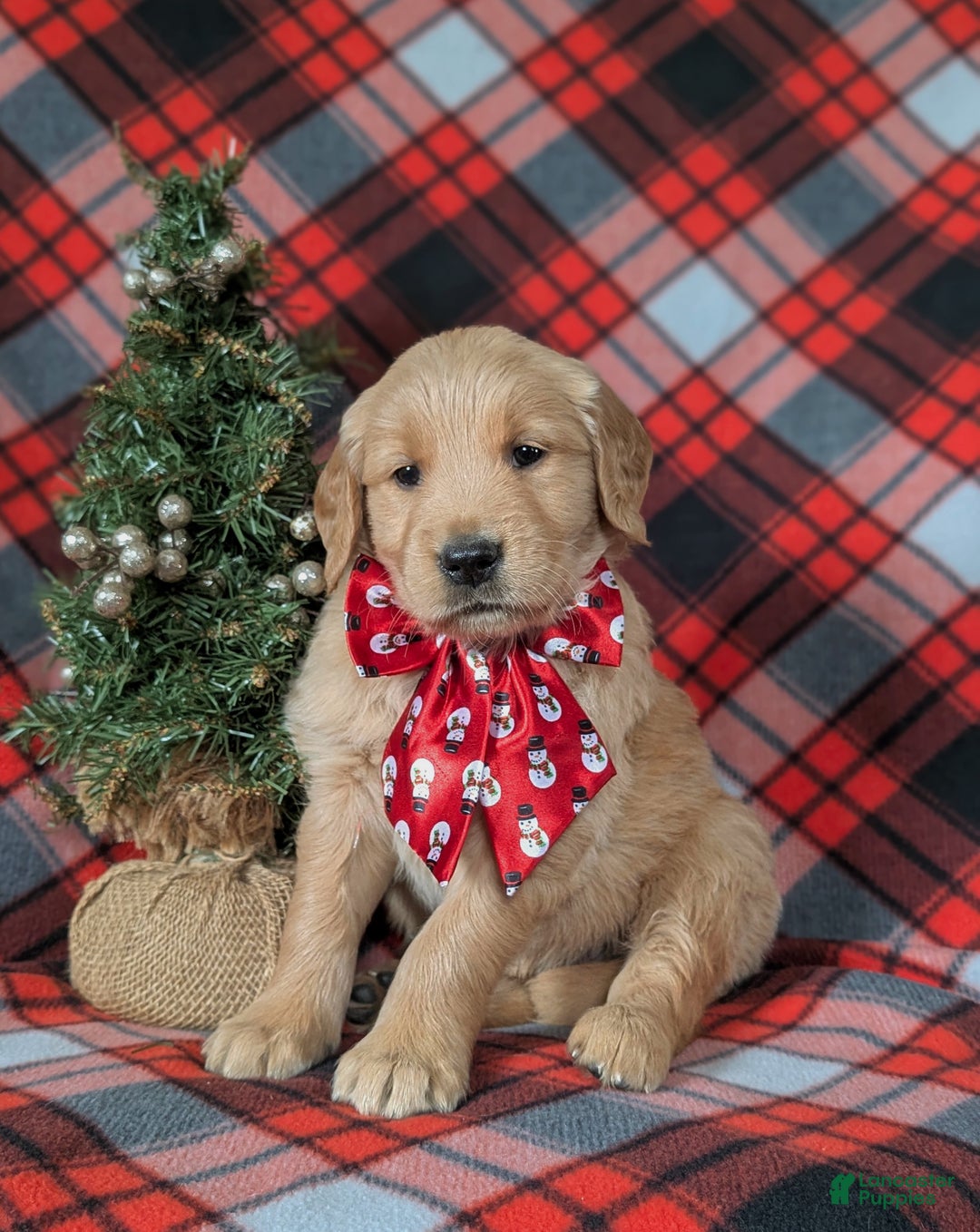 Golden Retriever dogs for sale: Boyd - Ad 2