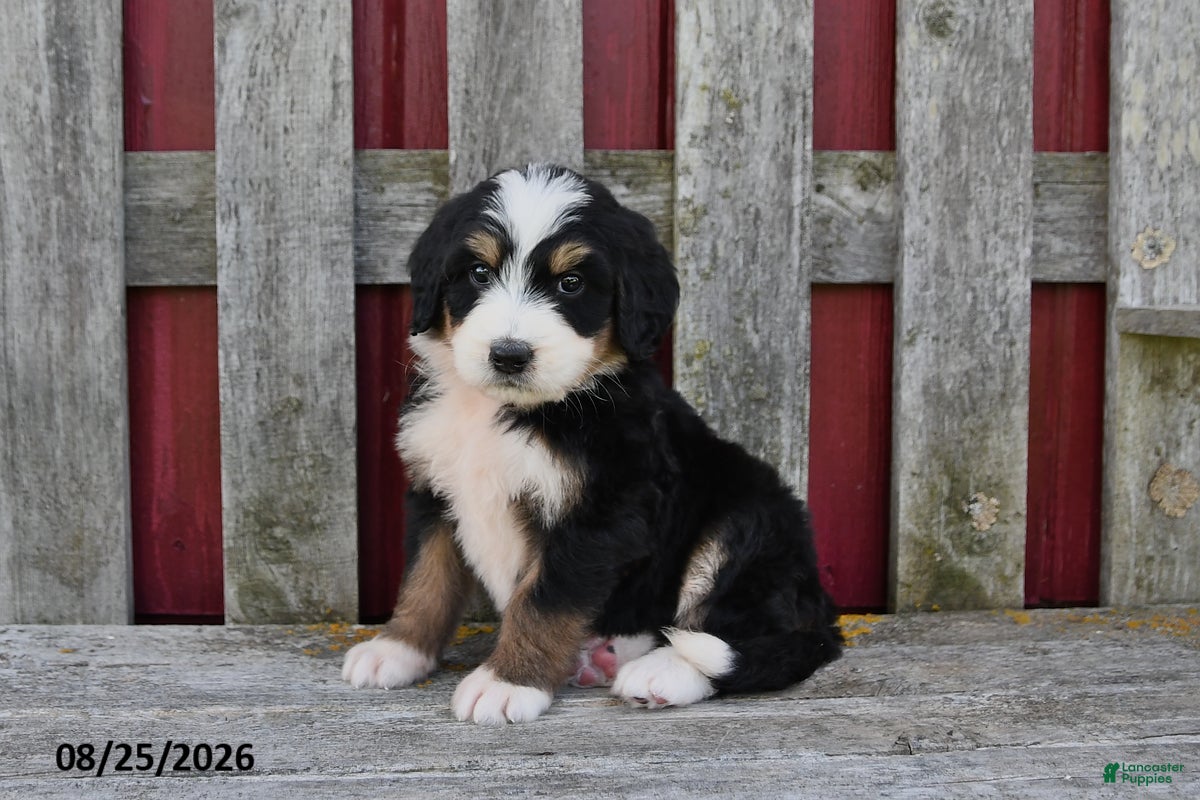 Bernedoodle dogs Kate - Ad 2