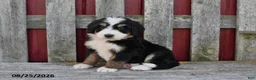 Bernedoodle dogs for sale: Kate - Ad 2