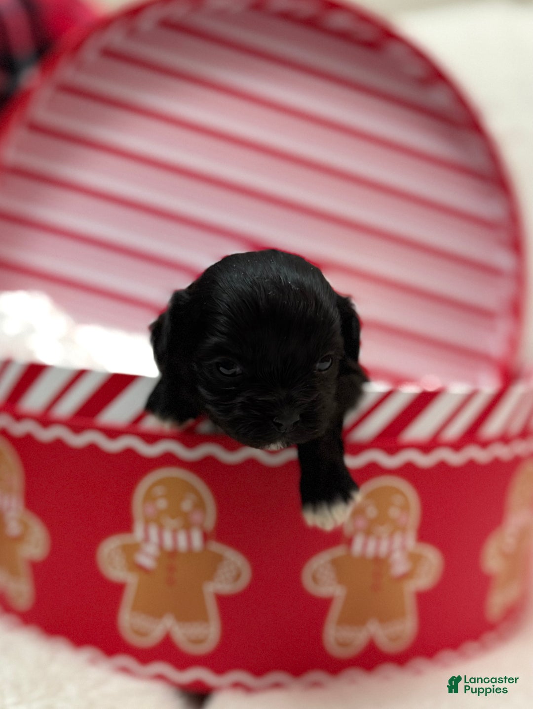 Shihpoo dogs for sale: Luna - Ad 7