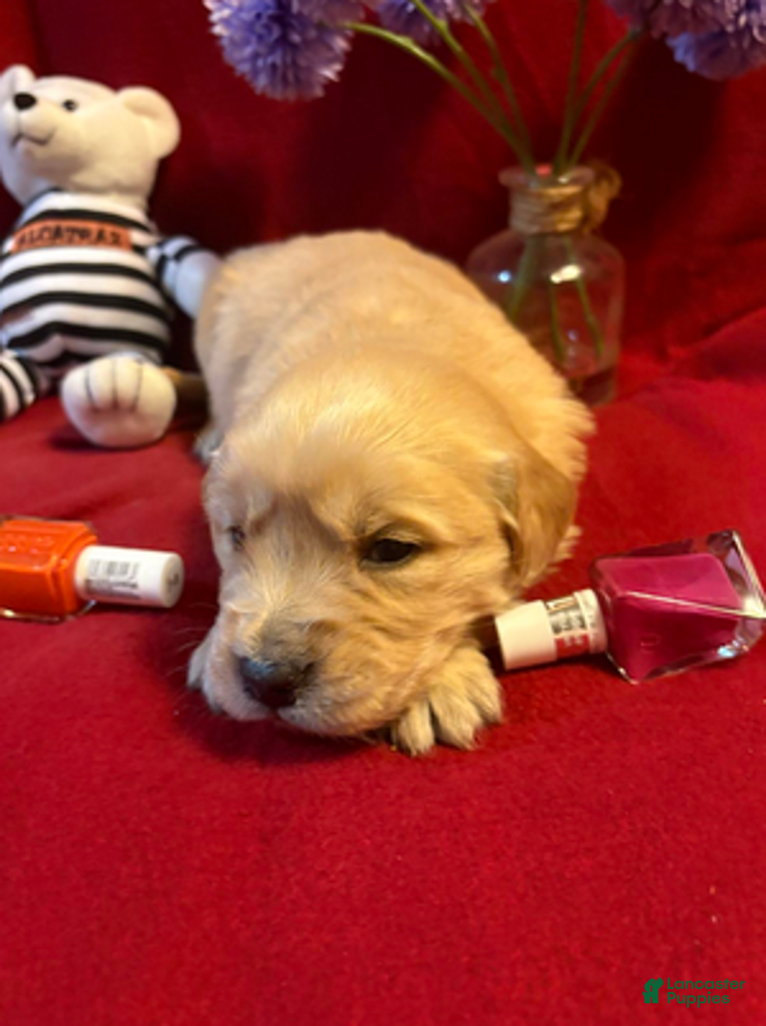 Golden Retriever dogs for sale: Ramie - Ad 3