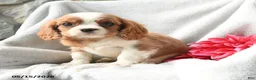 Cavalier King Charles Spaniel dogs for sale: Hugo - Ad 1