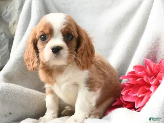 Cavalier King Charles Spaniel dogs for sale: Hugo - Ad 1