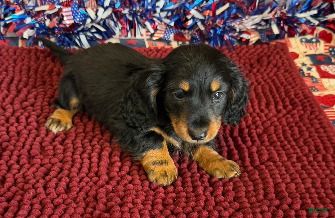 Miniature Dachshund dogs for sale: Buddy - Ad 1