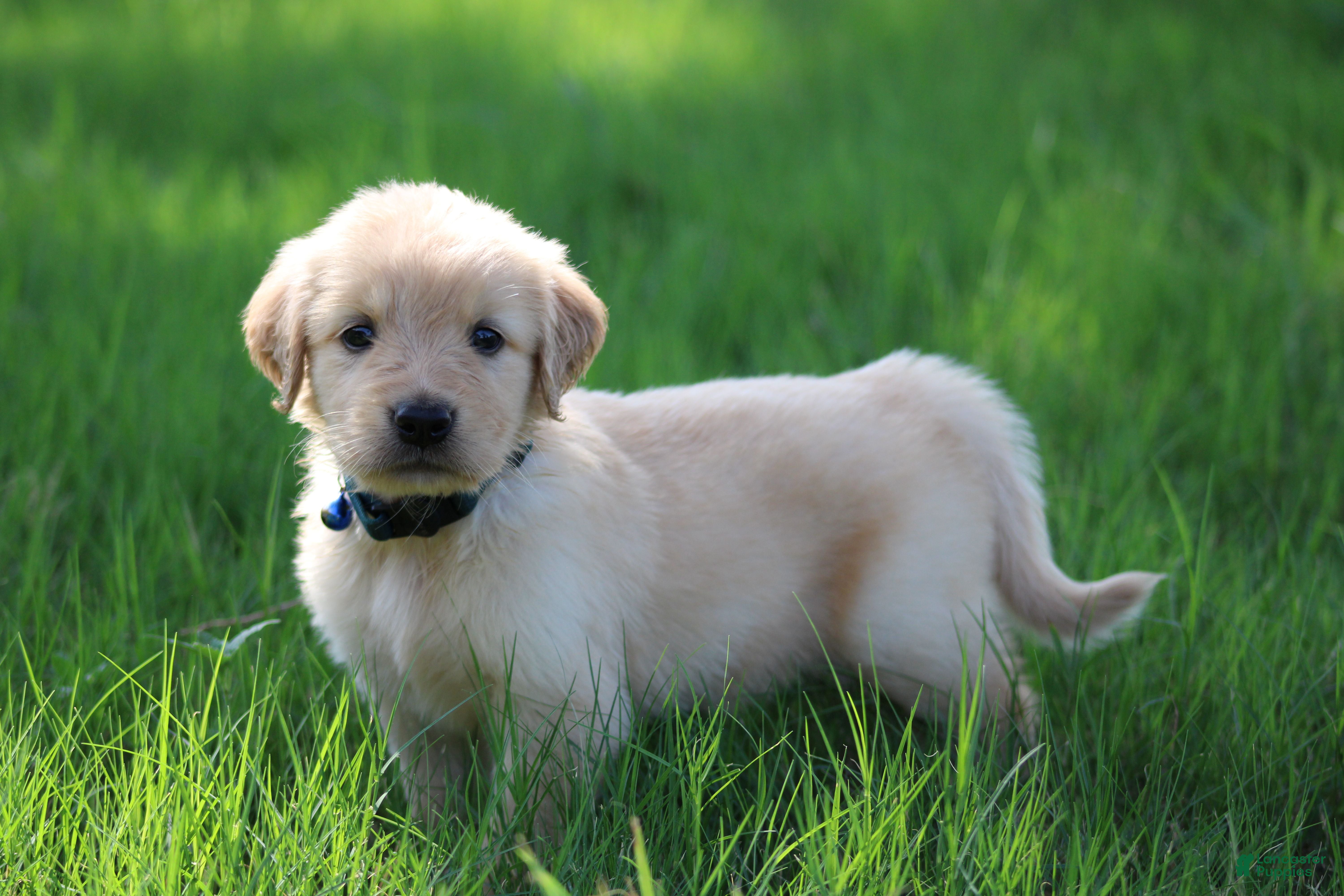 Golden Retriever dogs Franklin - Ad 1