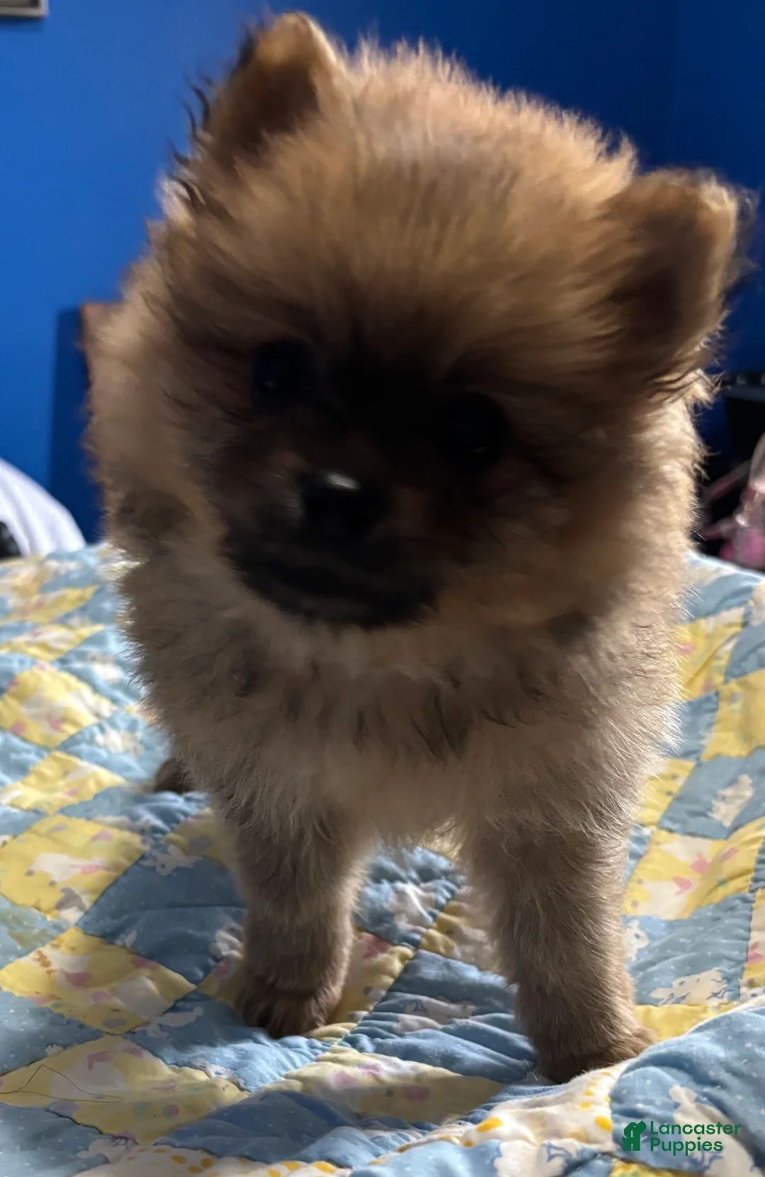Pomeranian dogs for sale: Pomeranian Puppy 2 - Ad 2