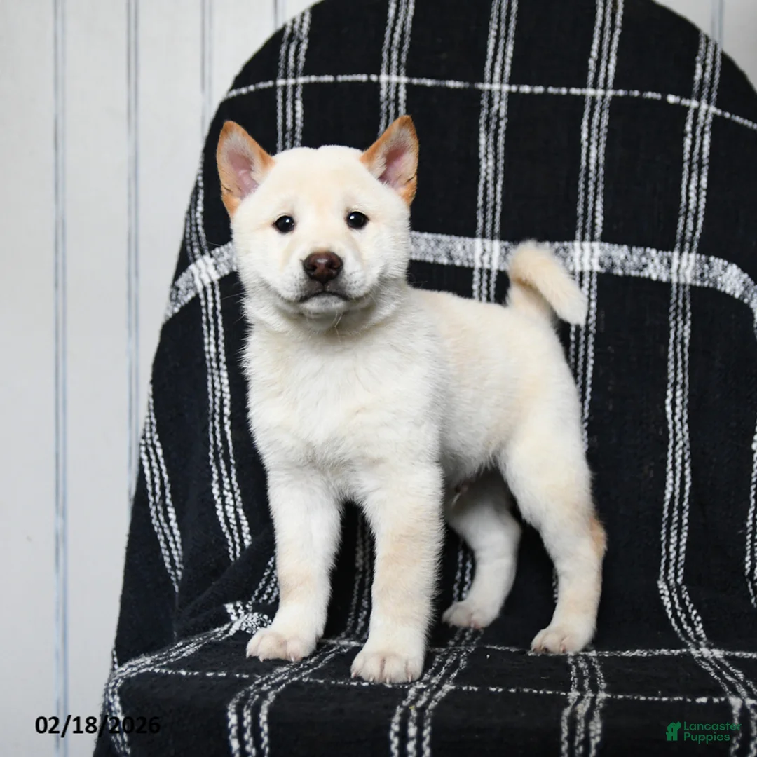 Shiba Inu dogs for sale: Snow  - Ad 1