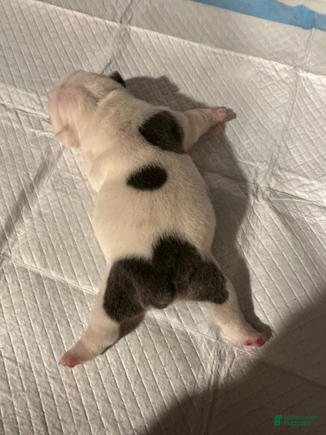 English Bulldog dogs for sale: Blue Fawn Merle Boy  - Ad 31