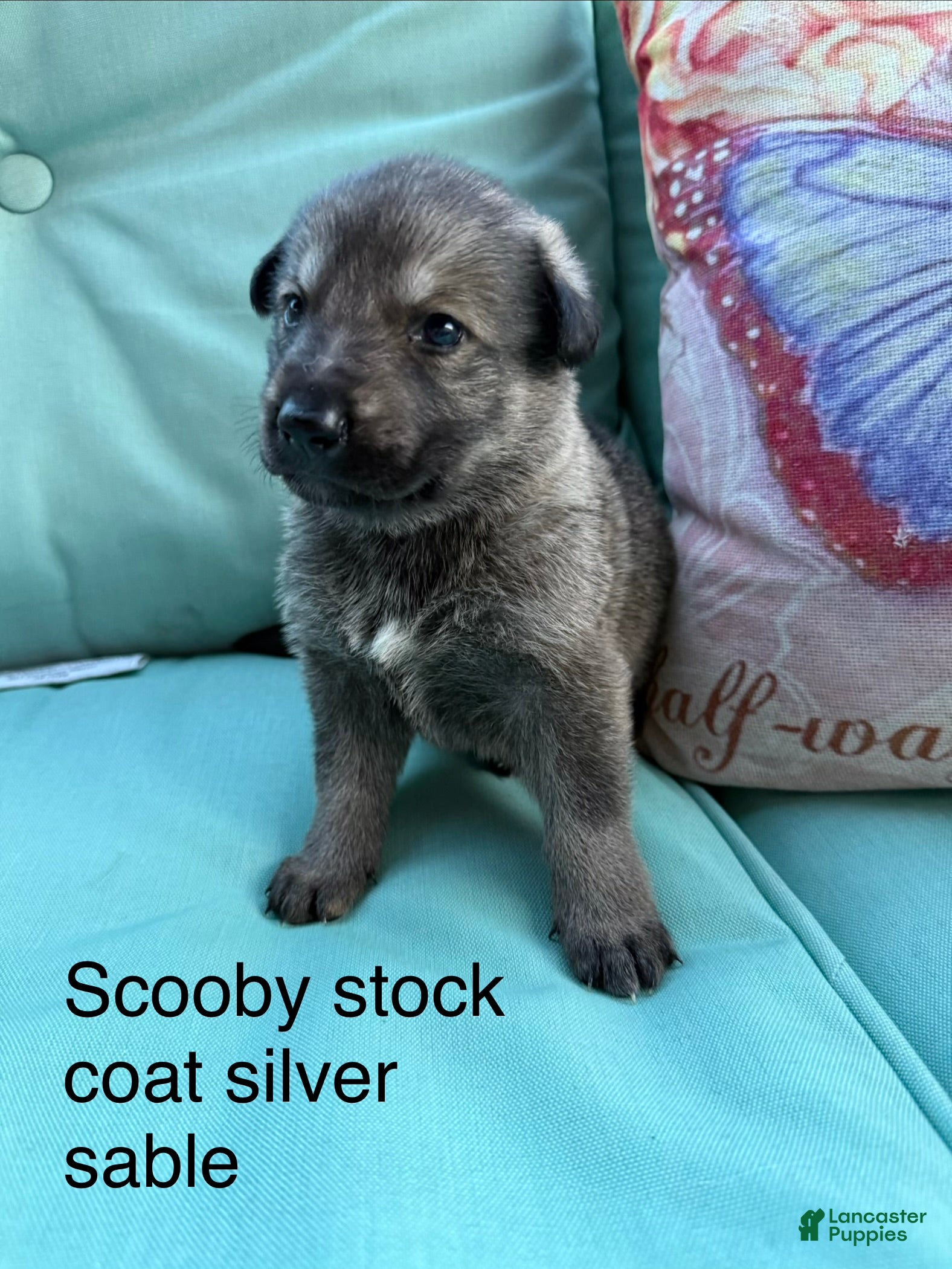 German Shepherd dogs Scooby - Ad 2