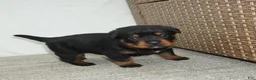 Rottweiler dogs for sale: Lily  - Ad 5