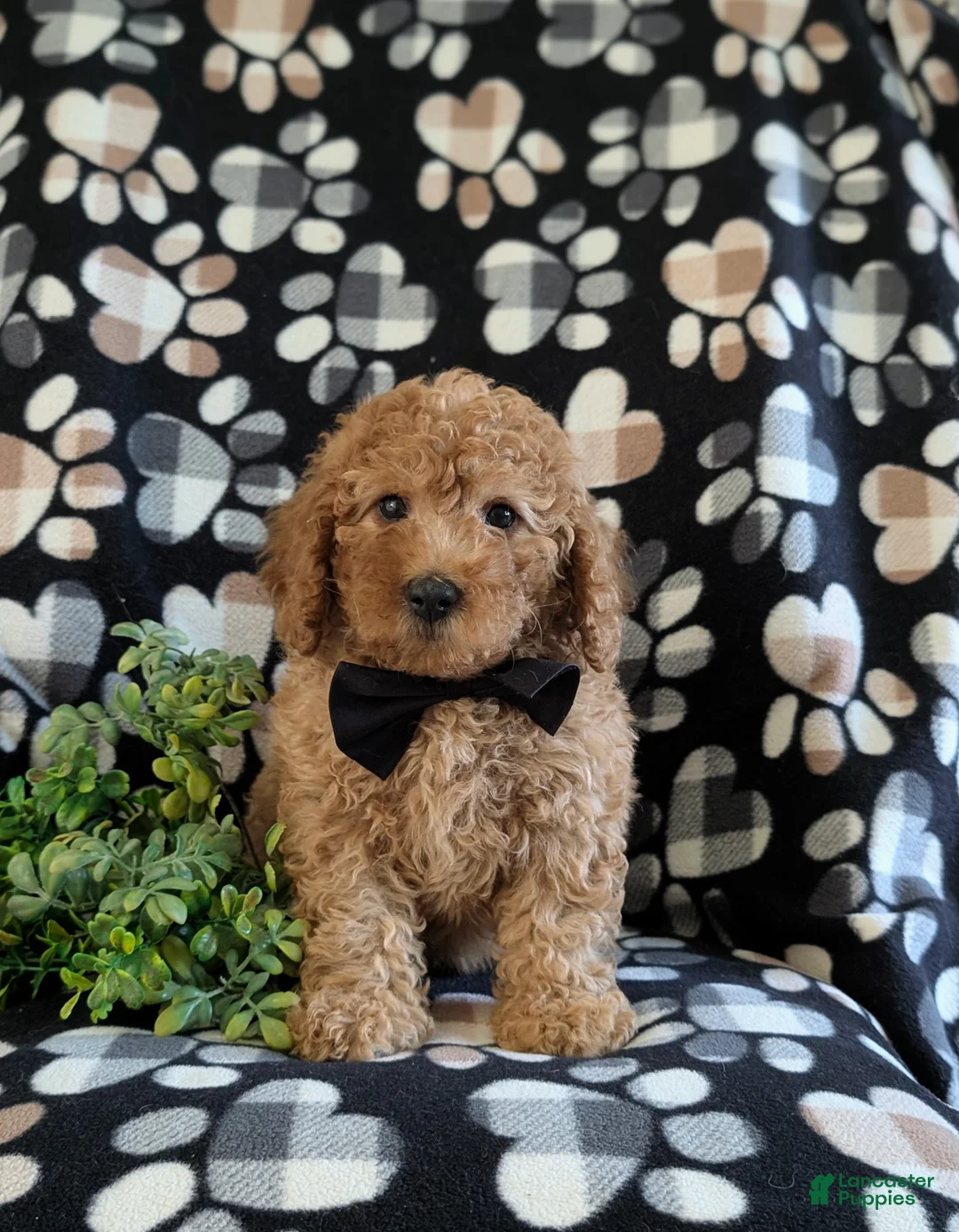 Miniature Poodle dogs for sale: Skete - Ad 2